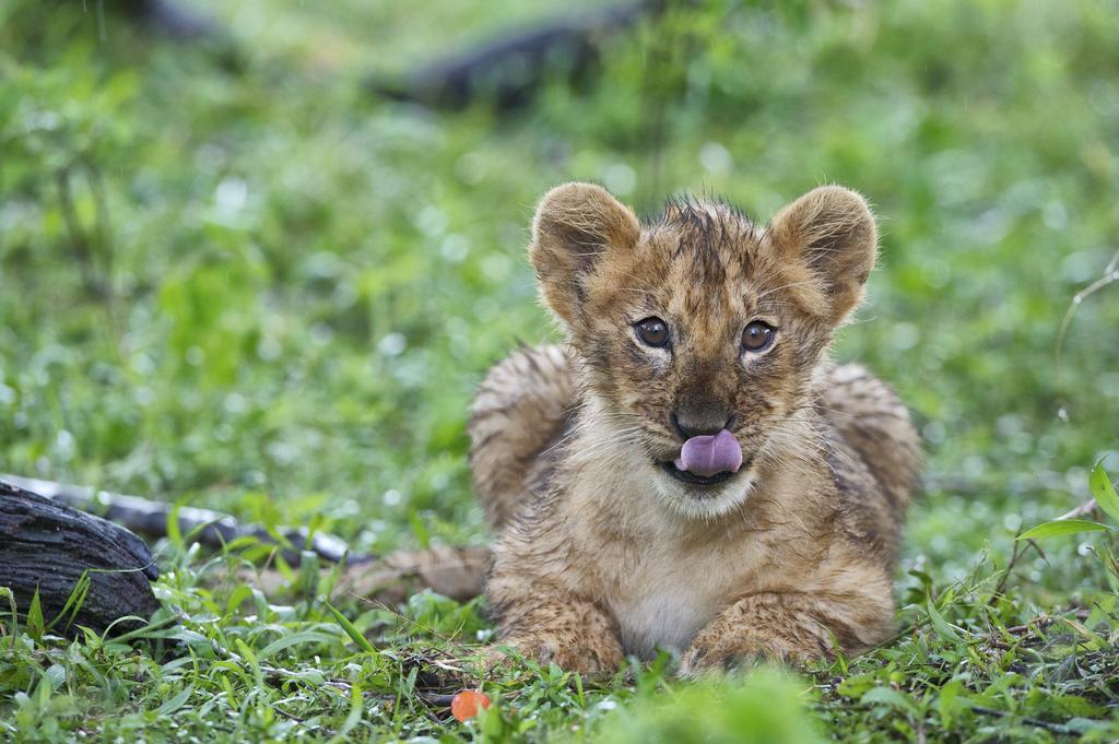 Rekero Camp 호텔 Mara Simba 외부 사진