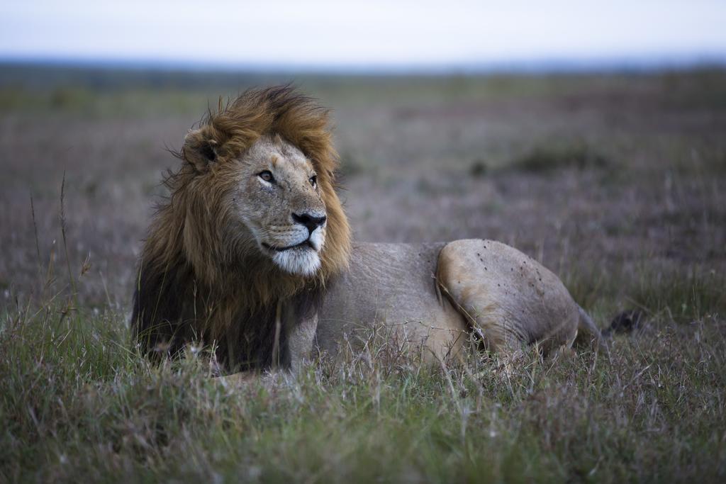 Rekero Camp 호텔 Mara Simba 외부 사진